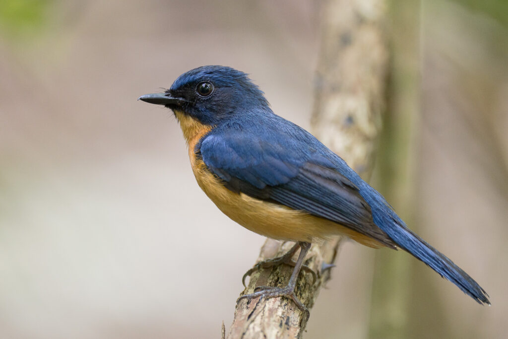 Mangrove Blue Flycatcher