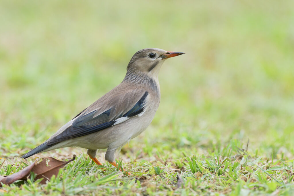 Red-billed Starling