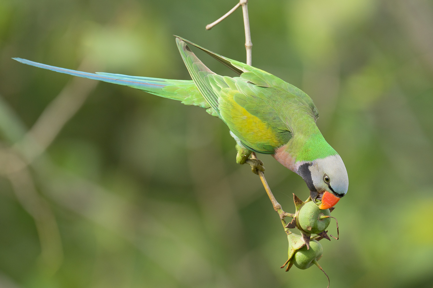 Red-breasted Parakeet – Birds of Singapore