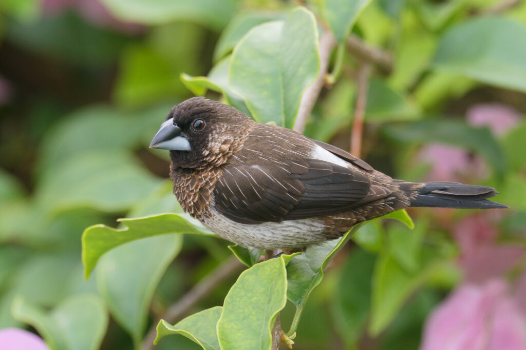 White-rumped Munia