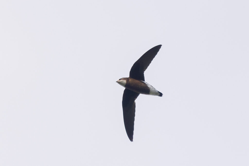 White-throated Needletail