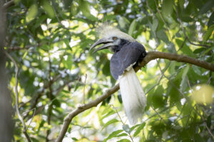Singapore’s first wild White-crowned Hornbill