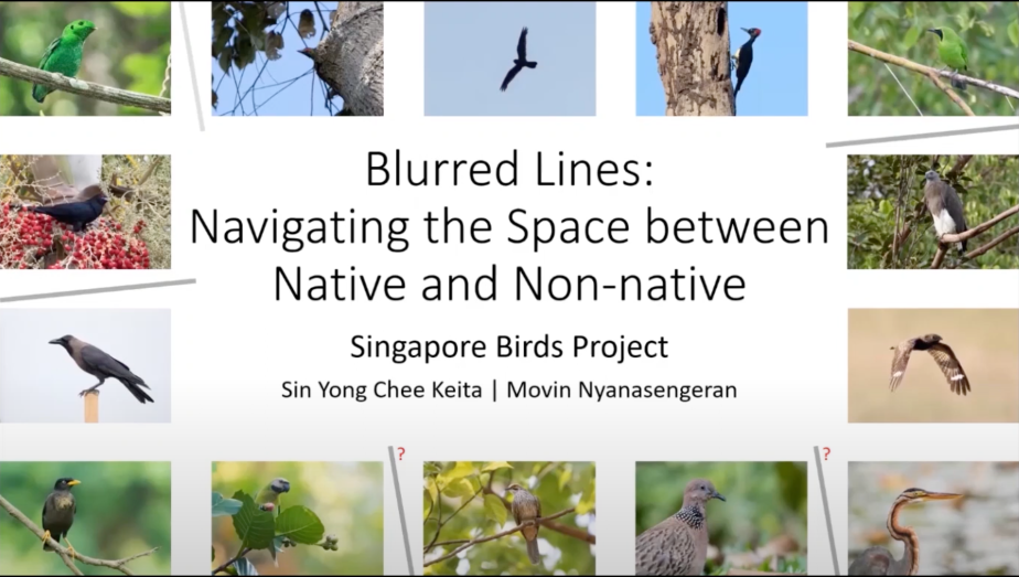 Blurred Lines: Navigating the Space Between Native and Non-native