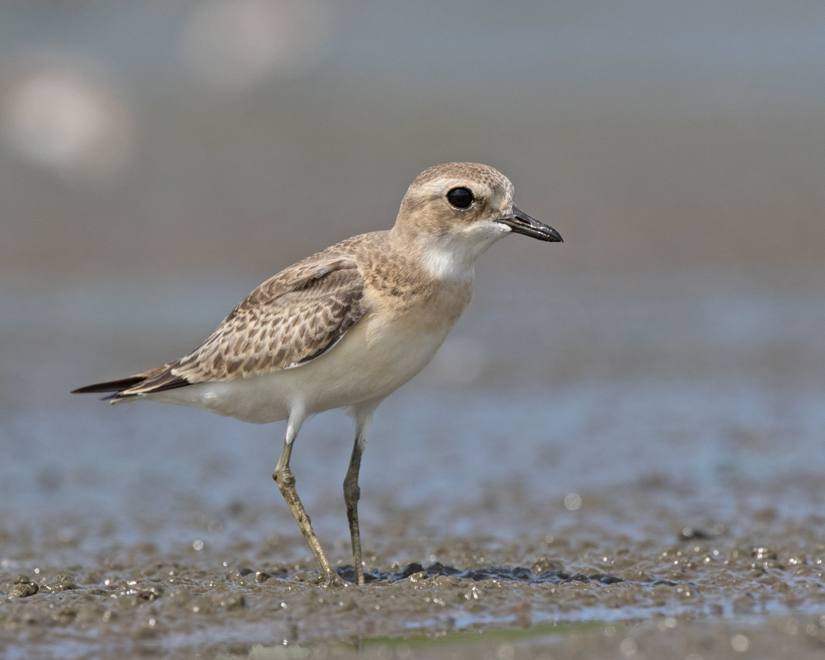 Sand plovers in Singapore: two species or three? – Birds of Singapore