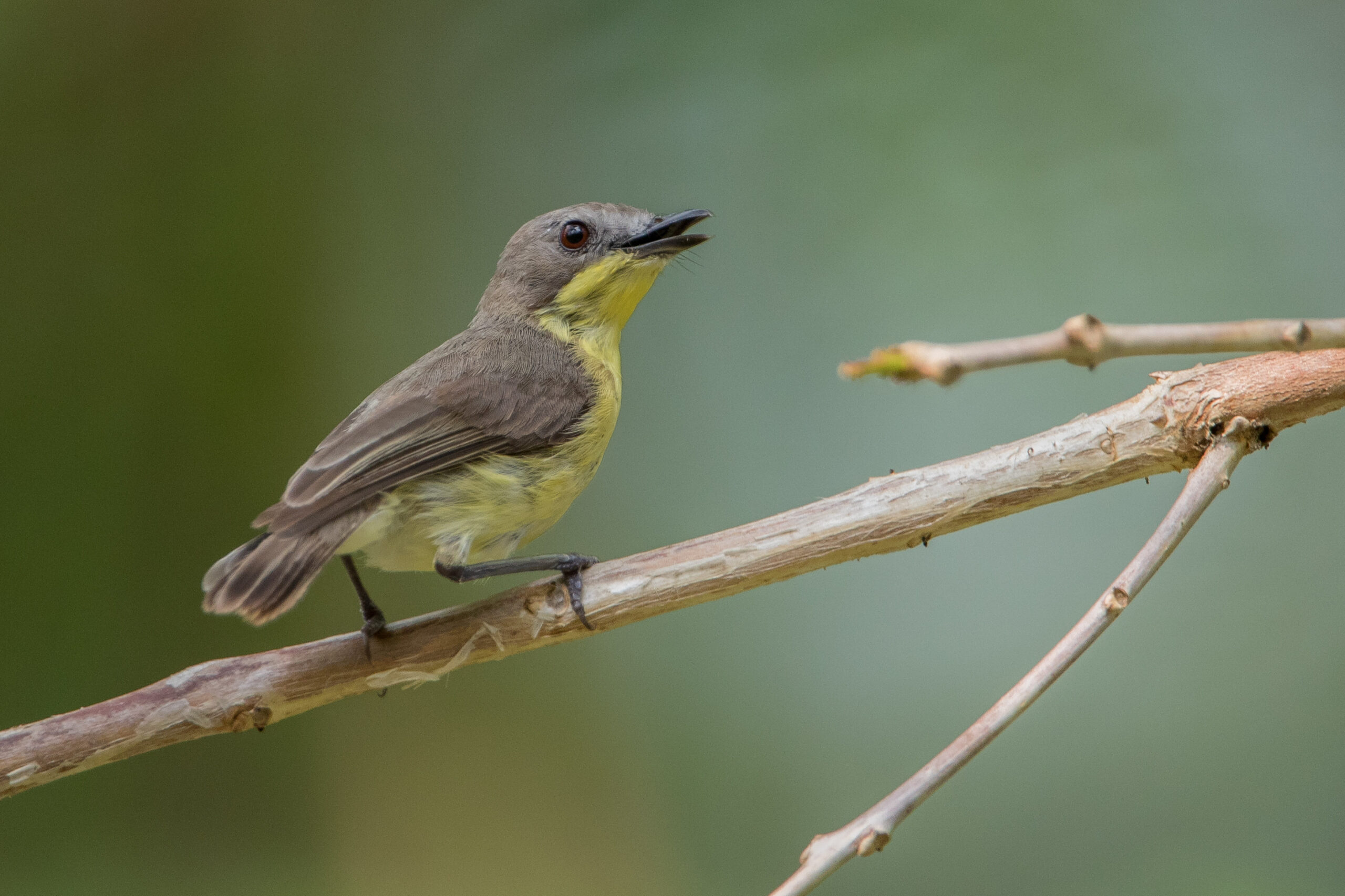 Golden-bellied Gerygone