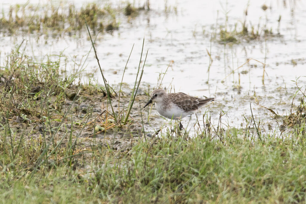 Little Stint