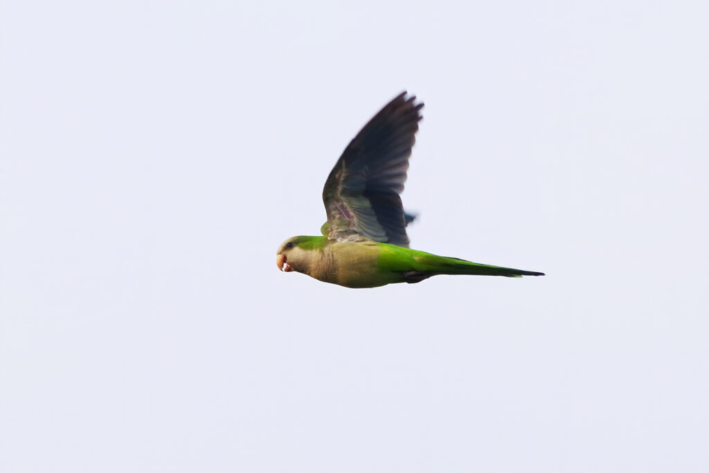 Monk Parakeet