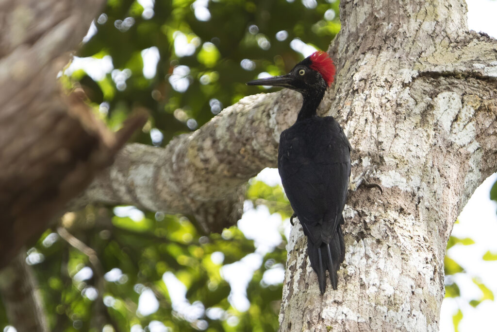 White-bellied Woodpecker