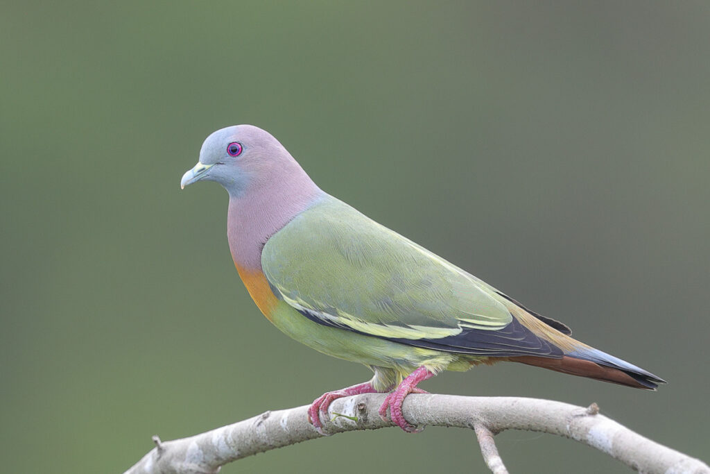 Pink-necked Green Pigeon – Birds Of Singapore