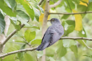 Some birds cannot be identified?