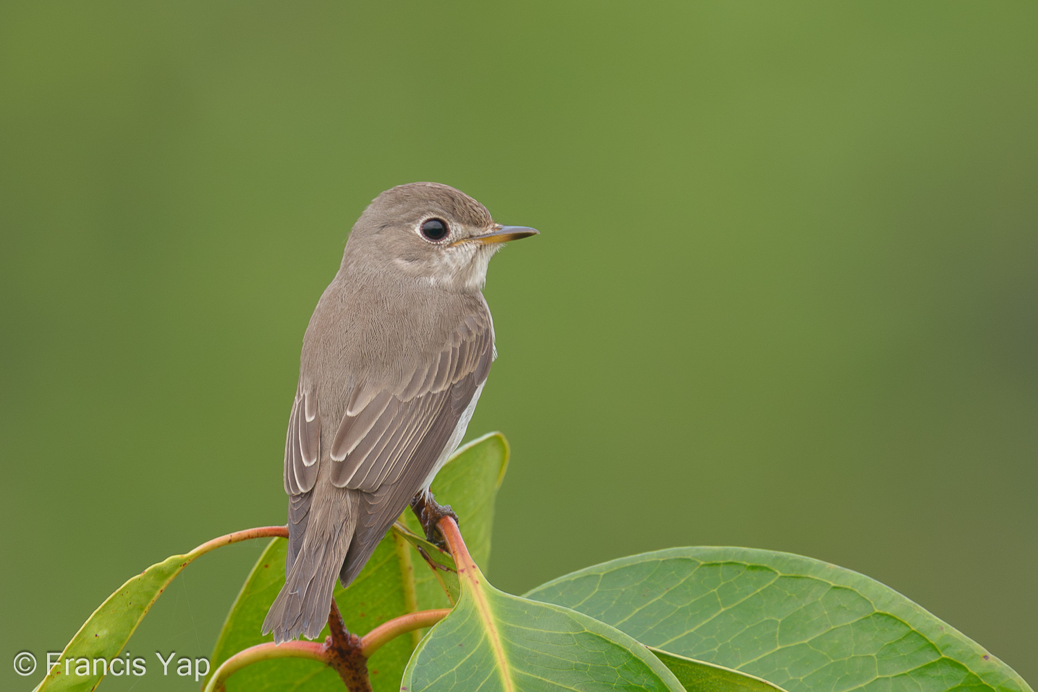 Asian Brown Flycatcher