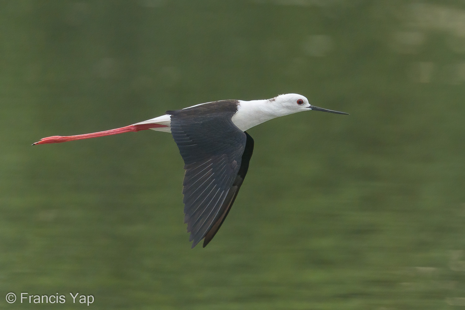 Black-winged Stilt