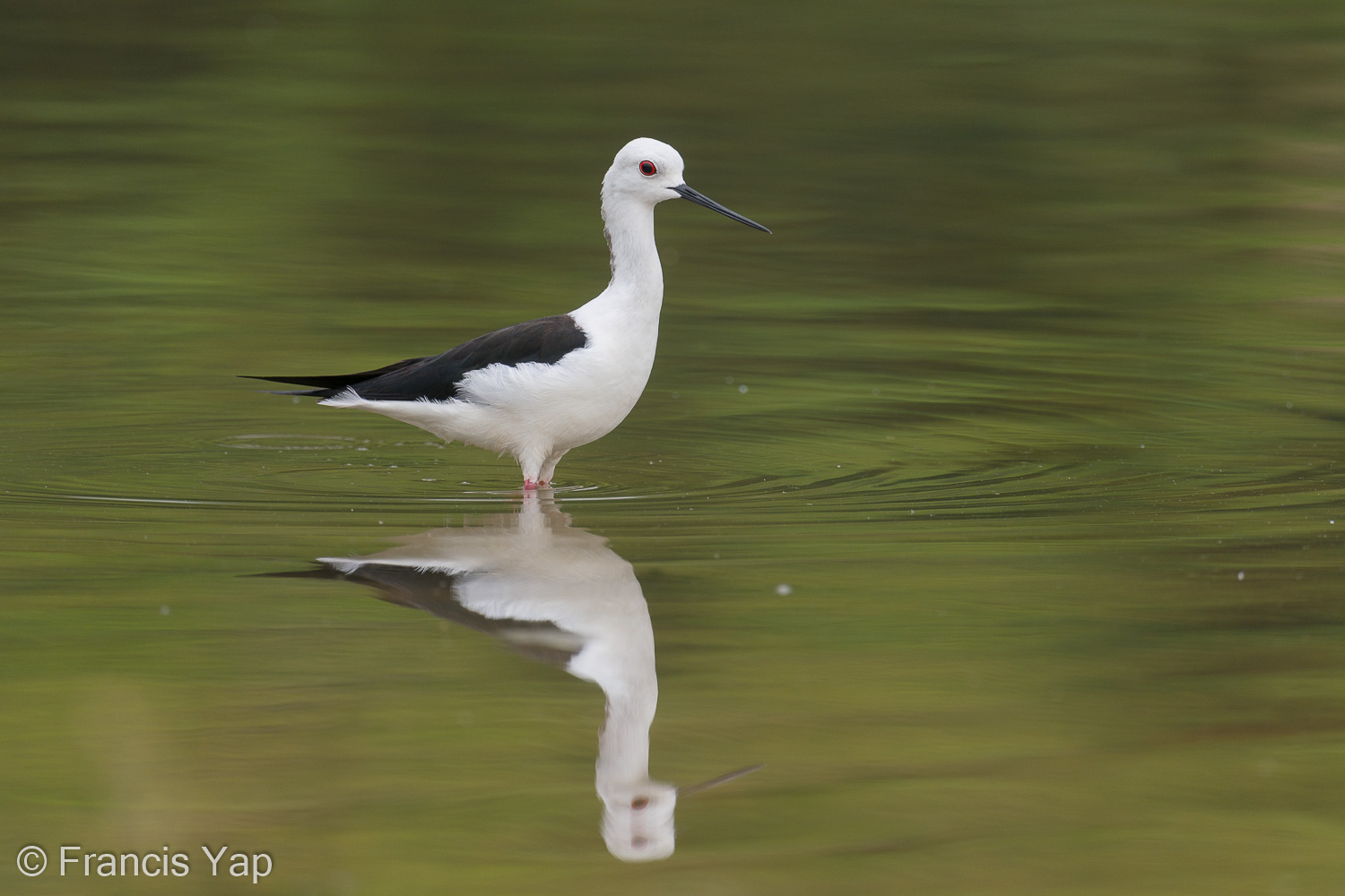 Black-winged Stilt – Birds of Singapore