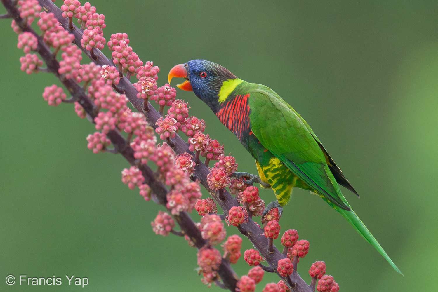 Coconut Lorikeet