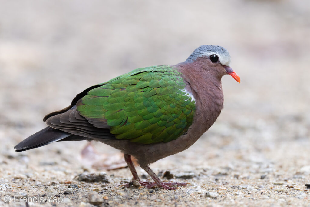 Common Emerald Dove