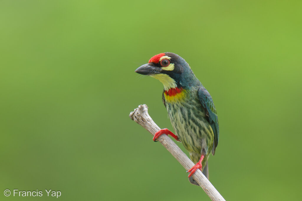 Coppersmith Barbet