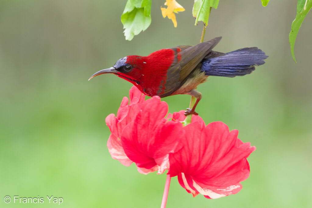 Crimson Sunbird