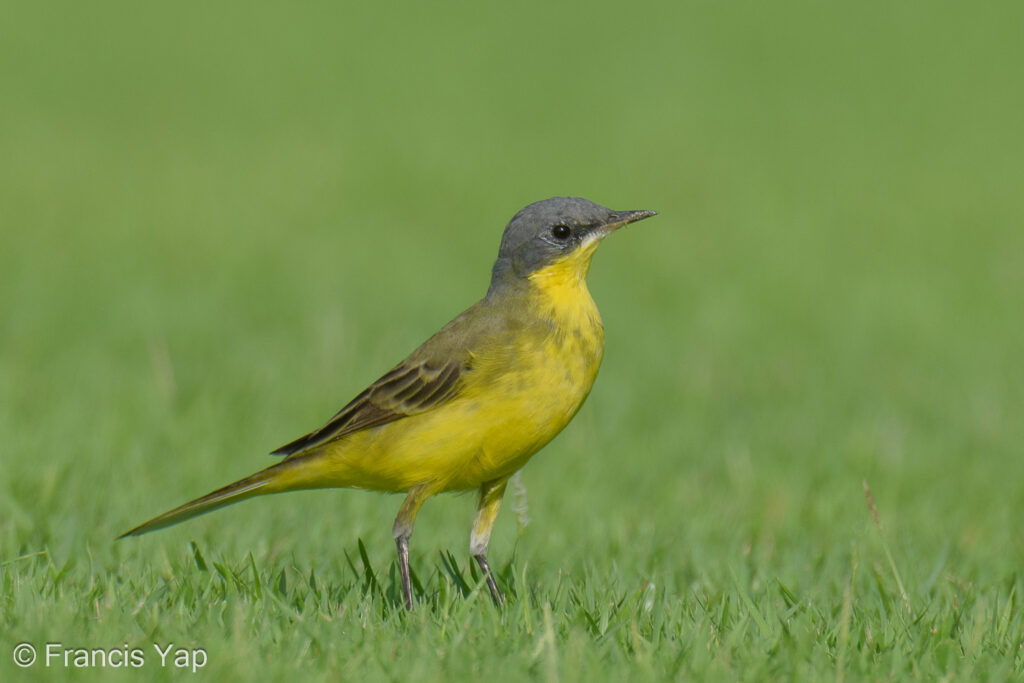 Eastern Yellow Wagtail