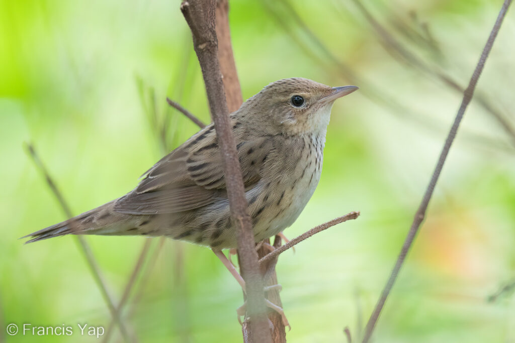 Lanceolated Warbler