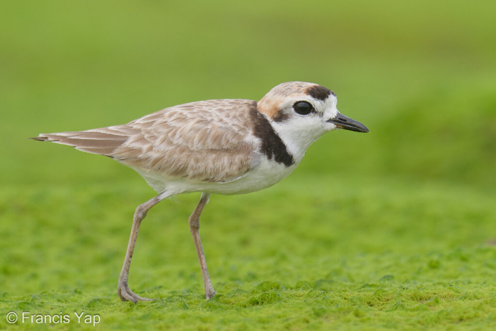 Malaysian Plover