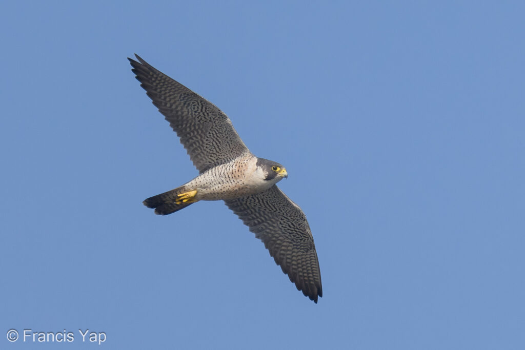 Peregrine Falcon