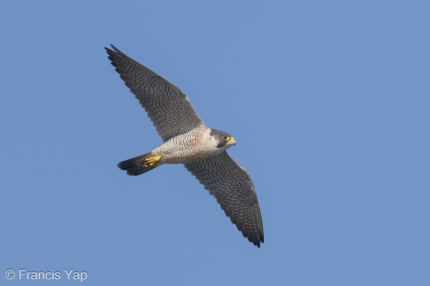 Peregrine Falcon