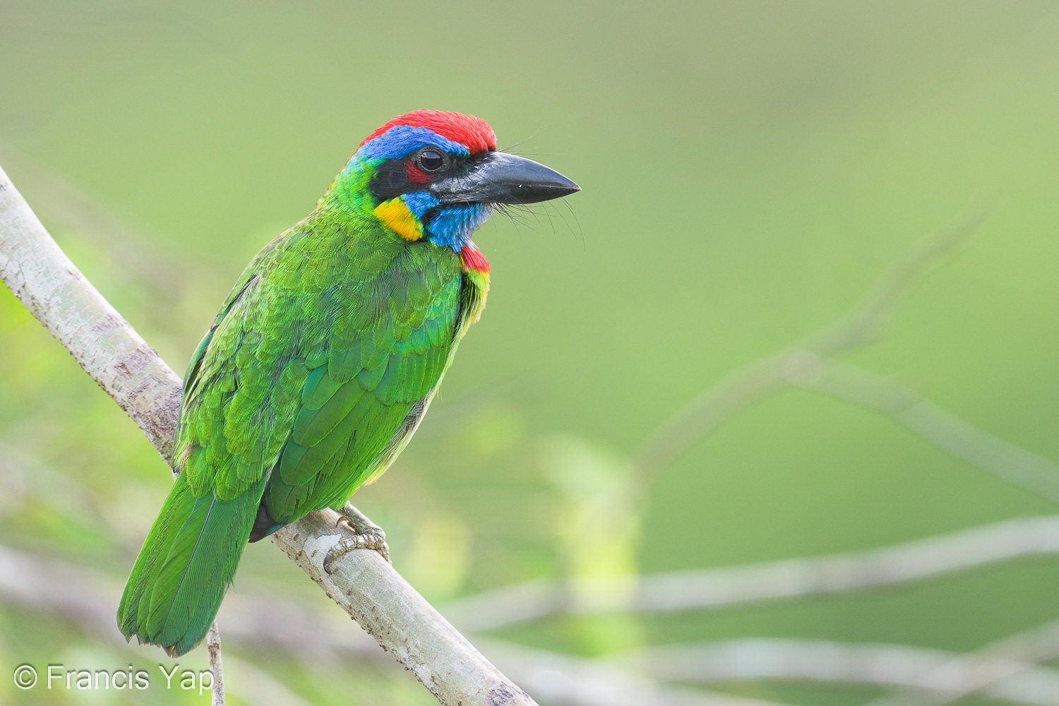 Red-crowned Barbet