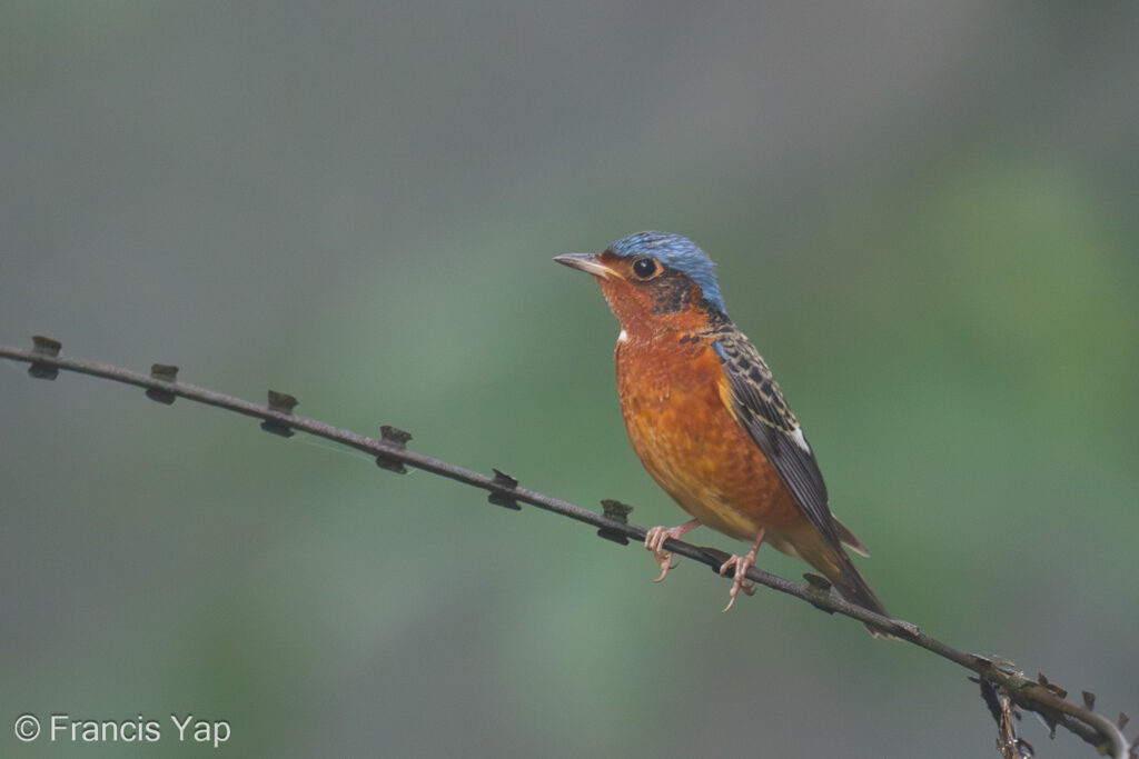 White-throated Rock Thrush