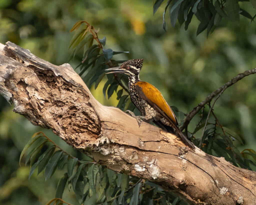 Greater Flameback