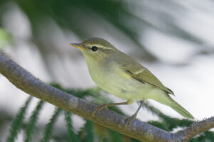 Singapore’s first record of Two-barred Warbler