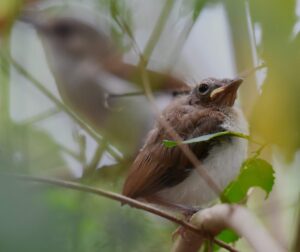 First breeding record of Mangrove Whistler on Singapore Island in over 70 years