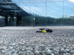What to do when you encounter dead or injured birds in Singapore