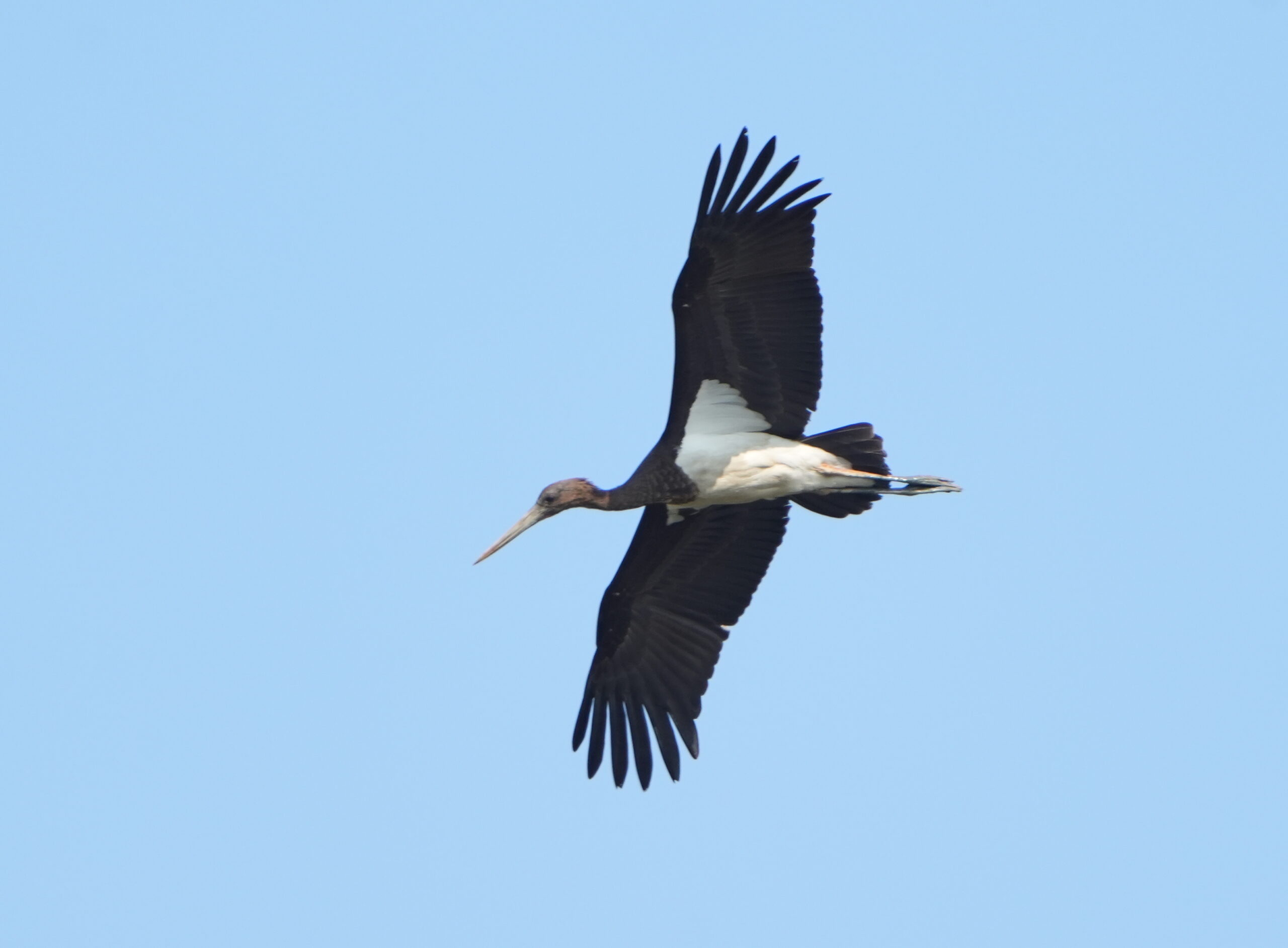 Black Stork