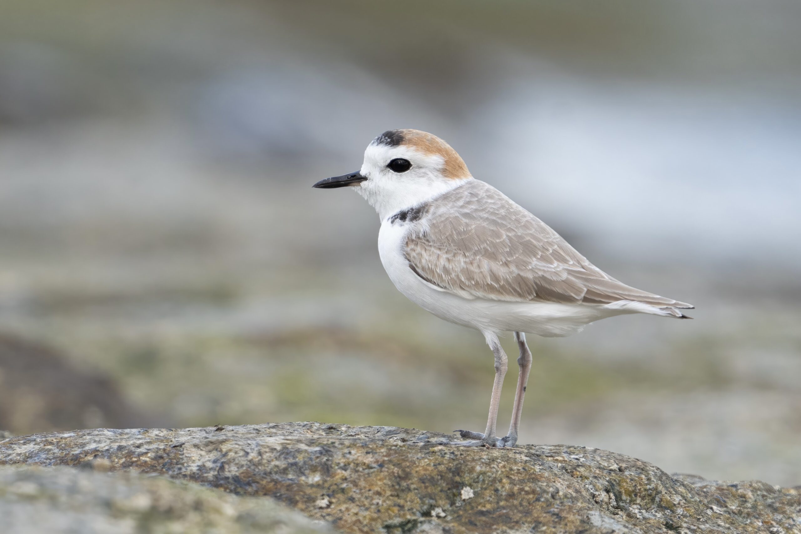 White-faced Plover