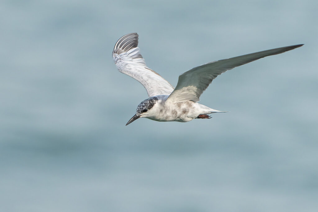 Whiskered Tern