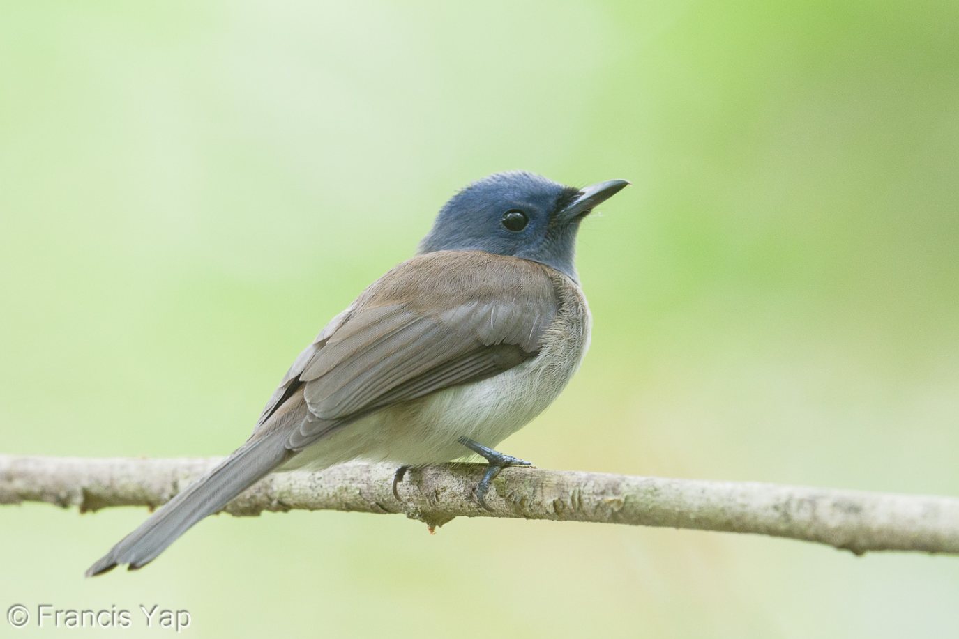 Black-naped Monarch