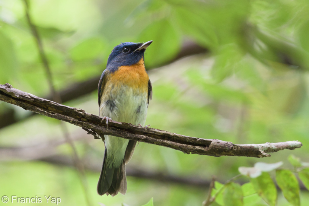 Chinese Blue Flycatcher