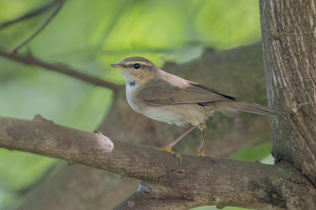Dusky Warbler