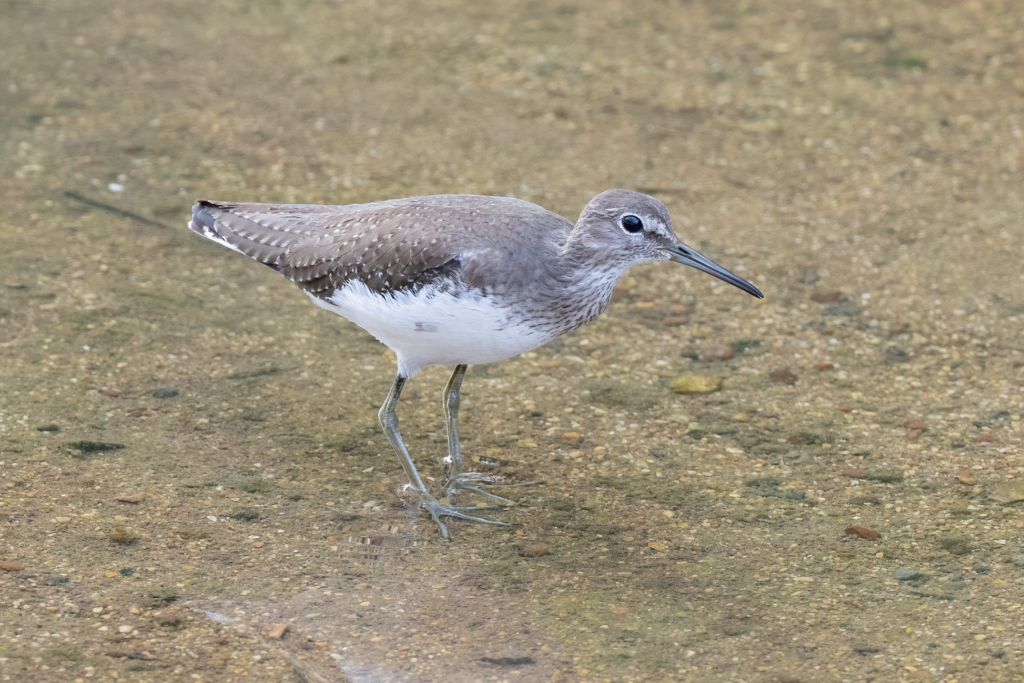 Green Sandpiper