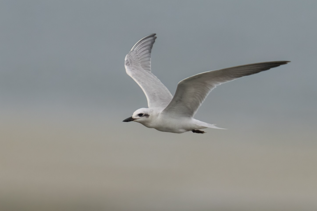 Gull-billed Tern