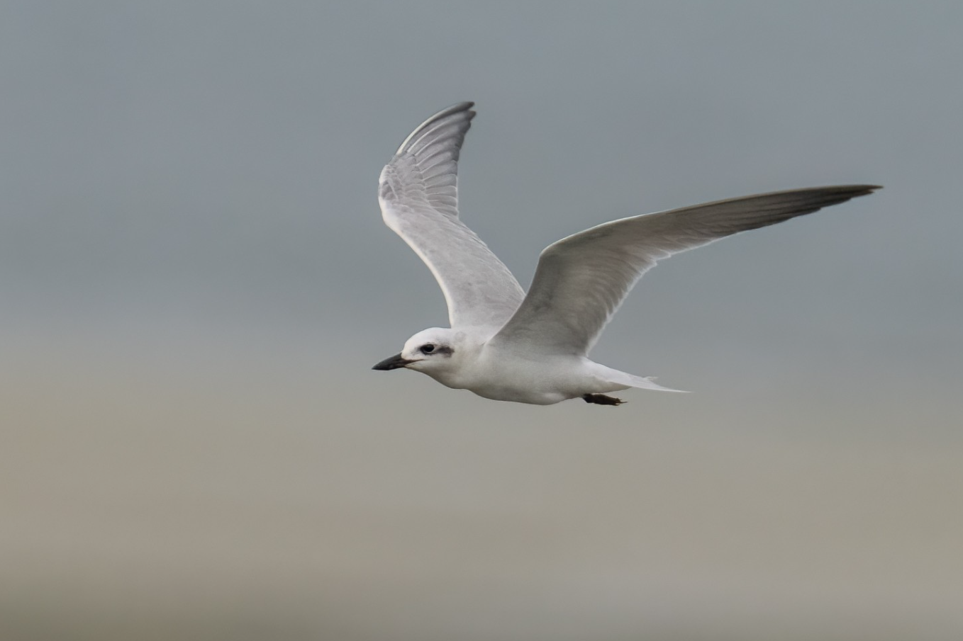 Gull-billed Tern