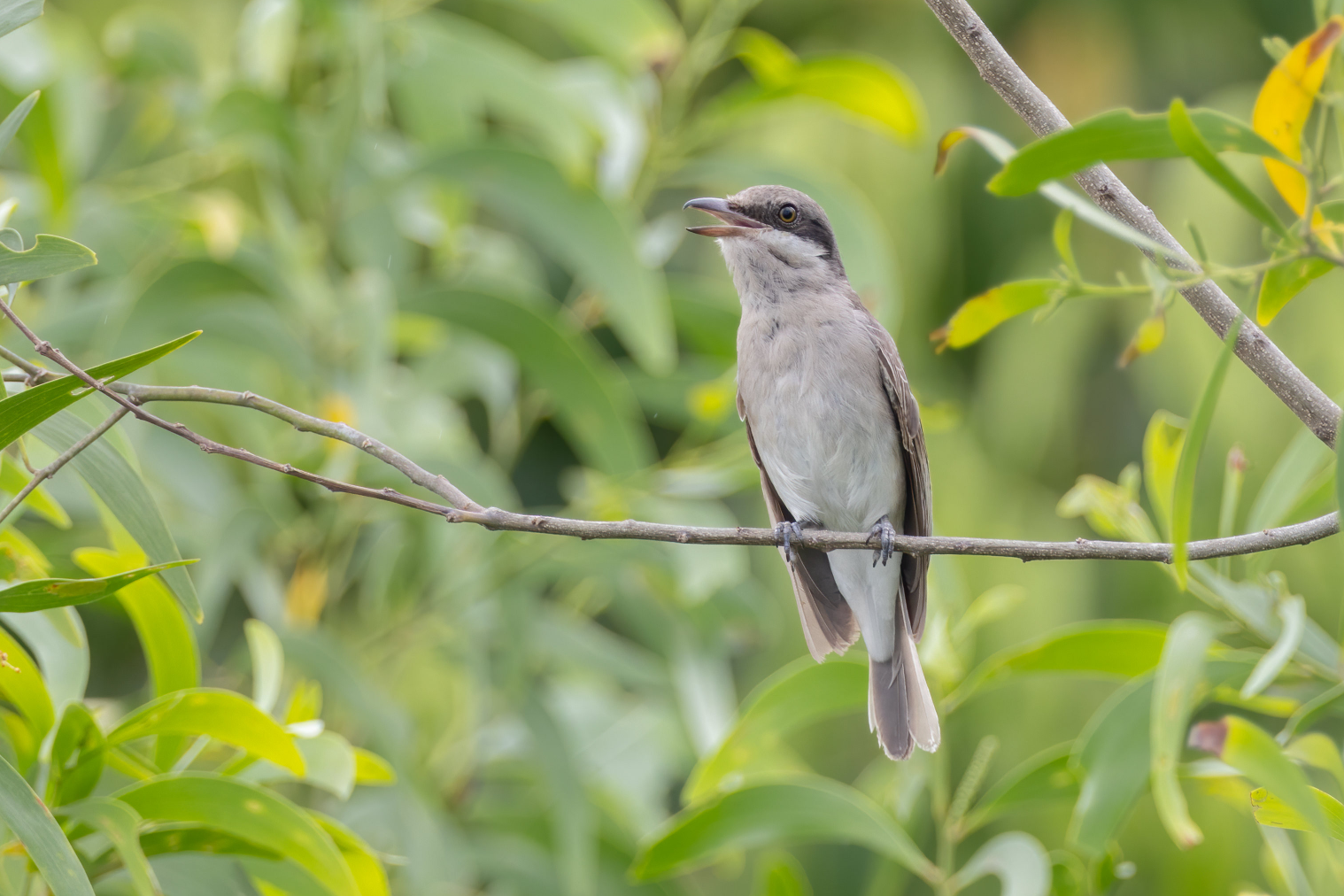 Large Woodshrike