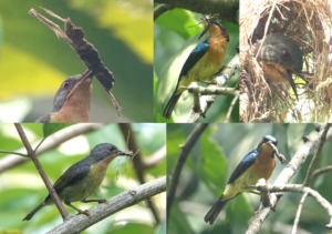 Ruby-cheeked Sunbirds breeding in Singapore?