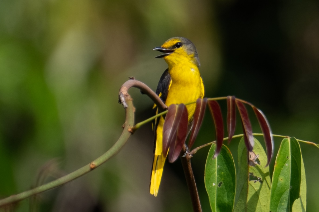 Scarlet Minivet