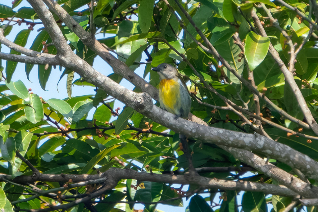 Scarlet-breasted Flowerpecker