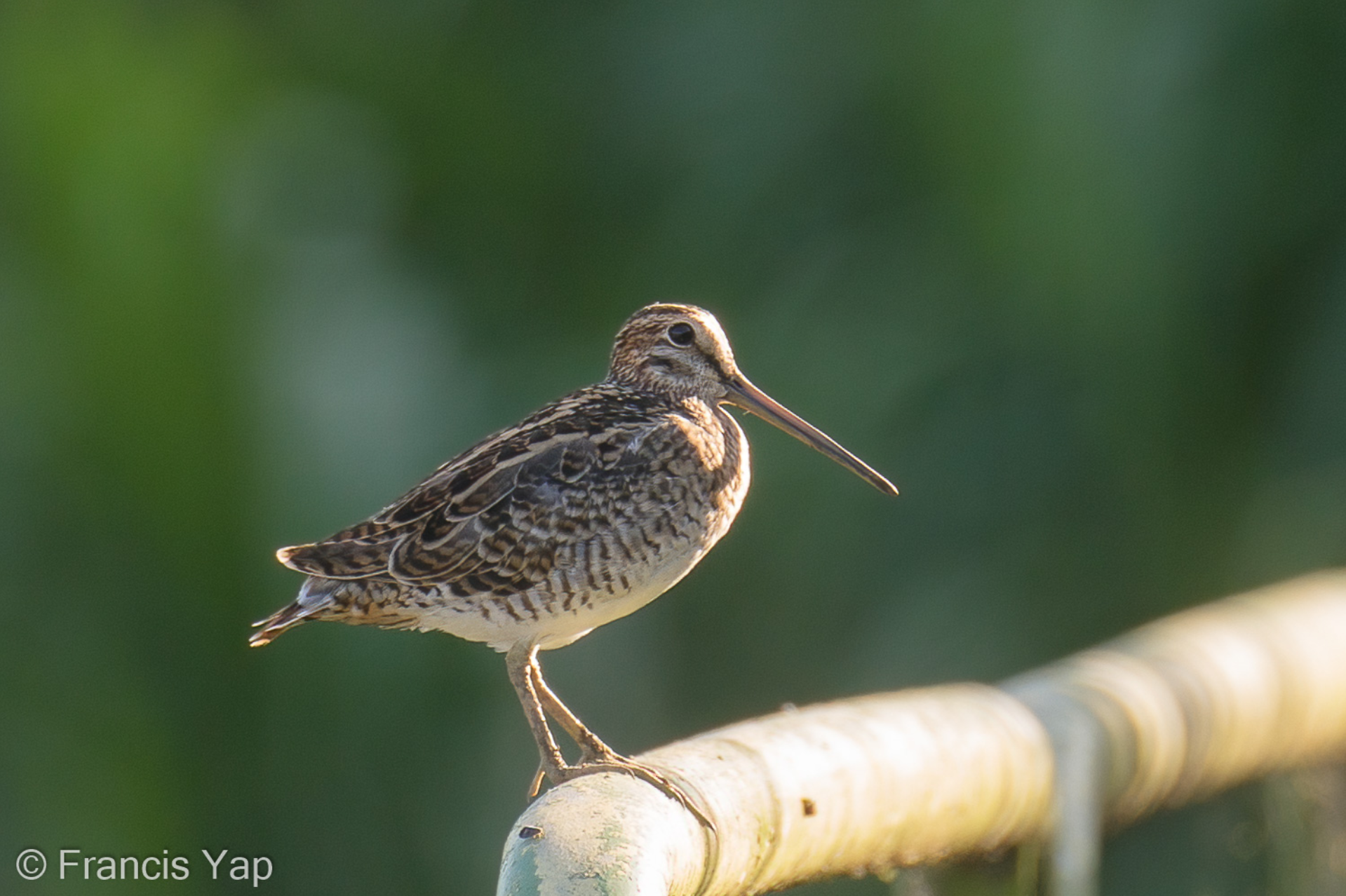 Swinhoe’s Snipe