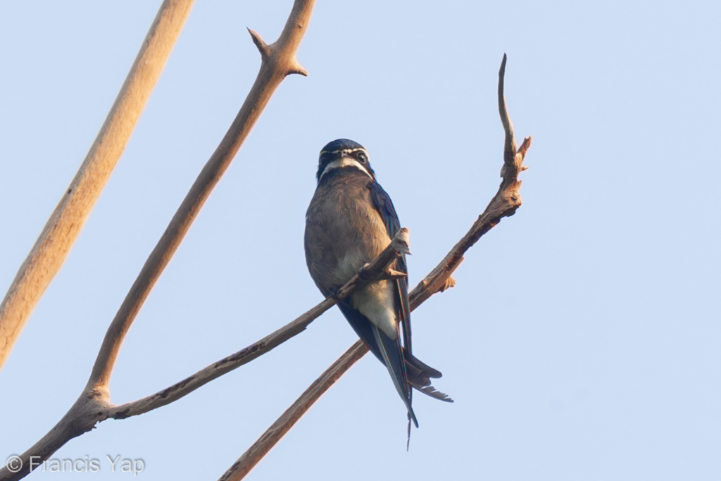 Whiskered Treeswift