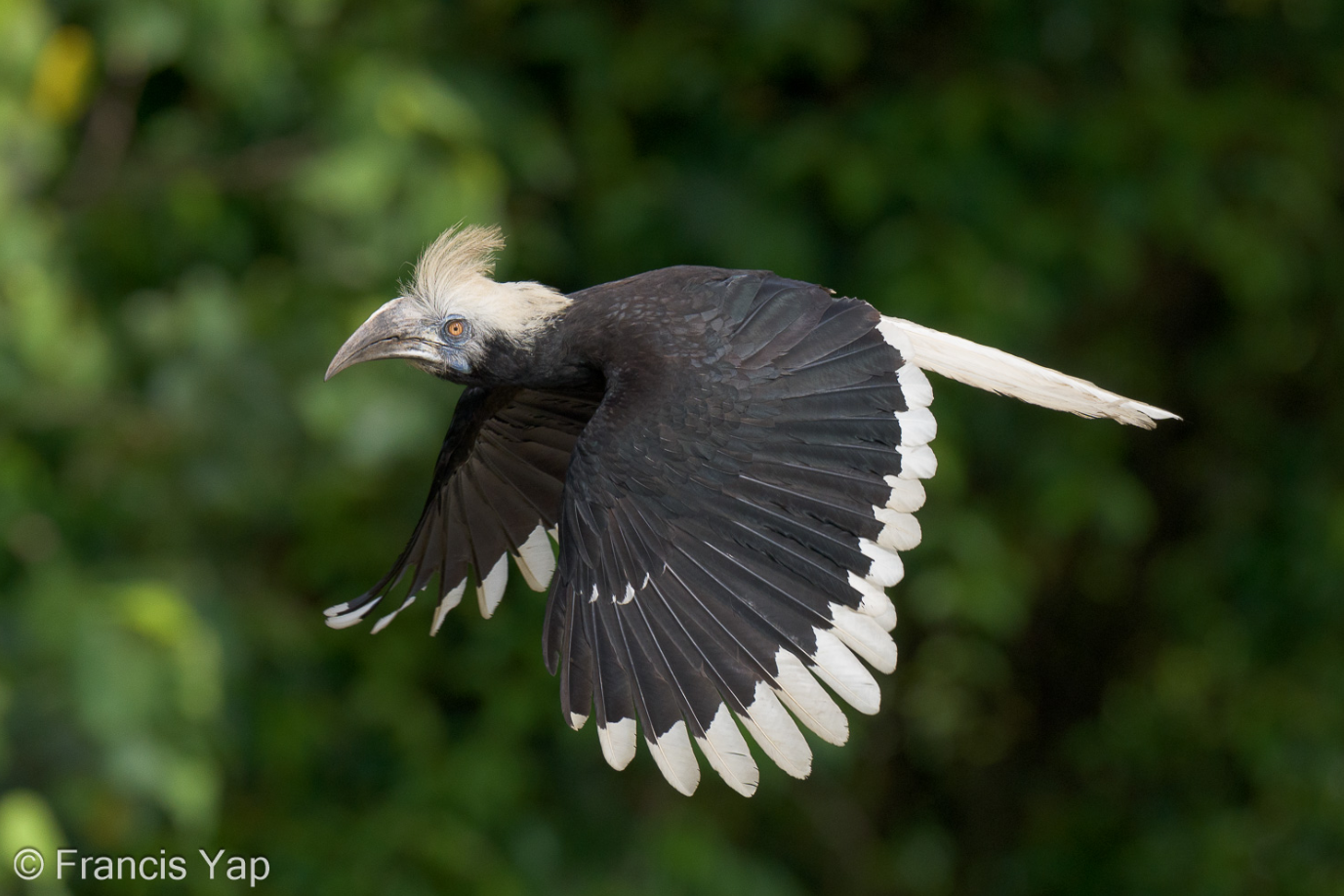 White-crowned Hornbill