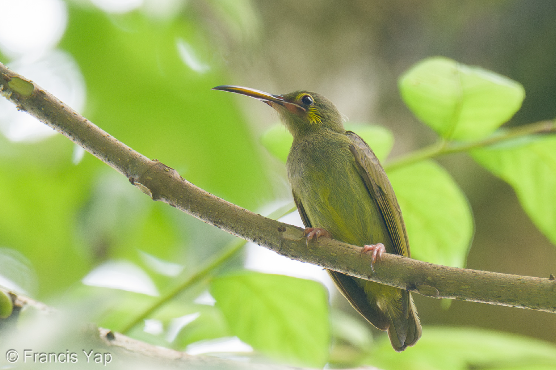 Yellow-eared Spiderhunter