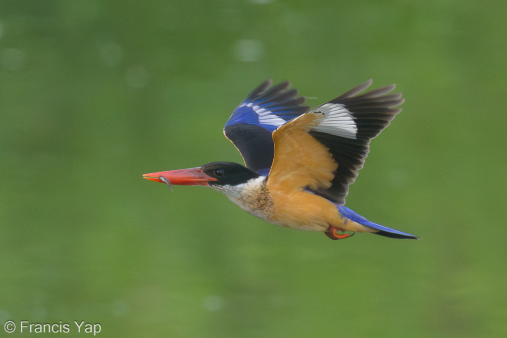 Black-capped Kingfisher
